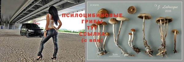 PSILOCYBIN Бородино